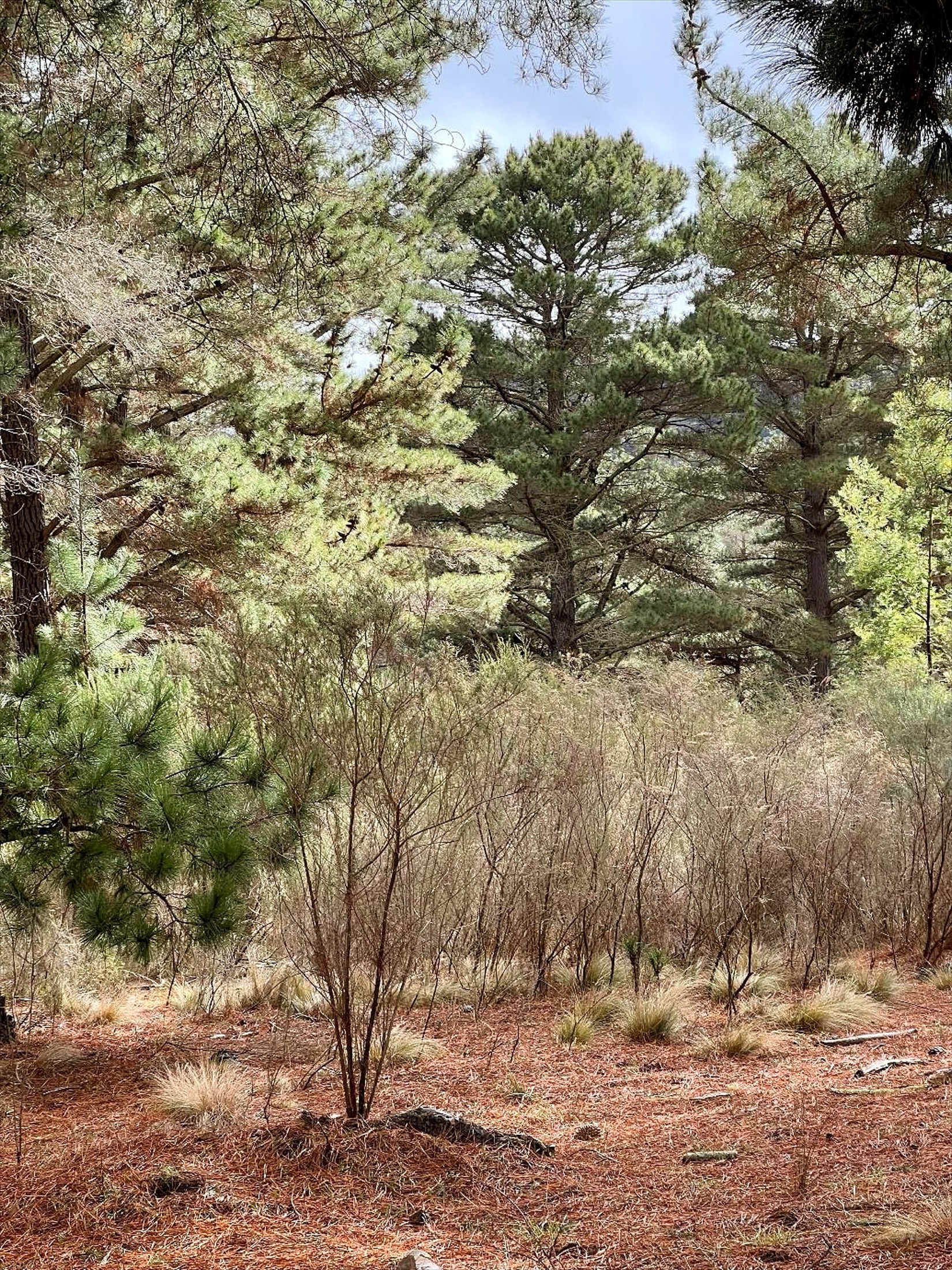 Pine forest walking track