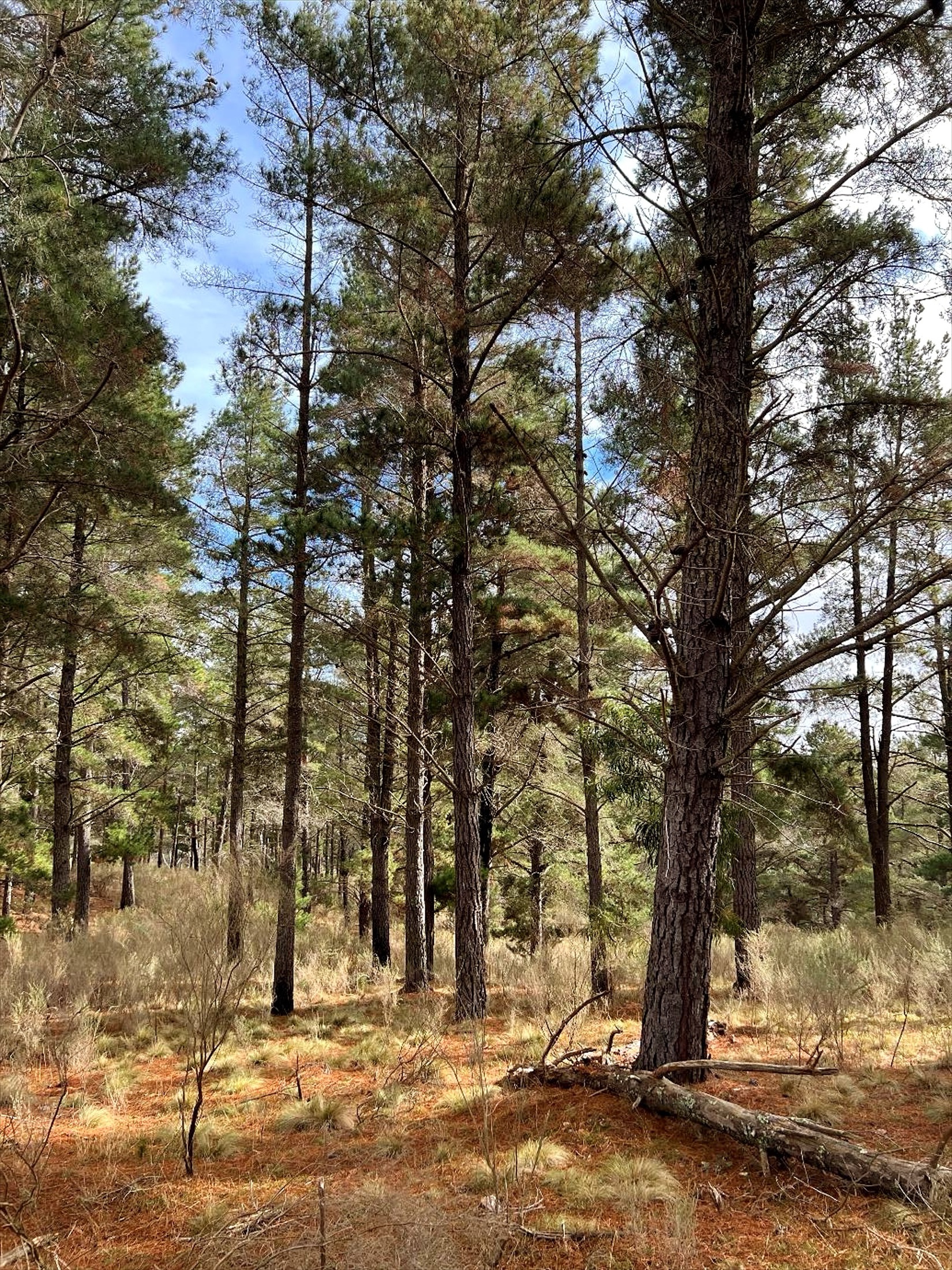 Forest floor at Marble Pines